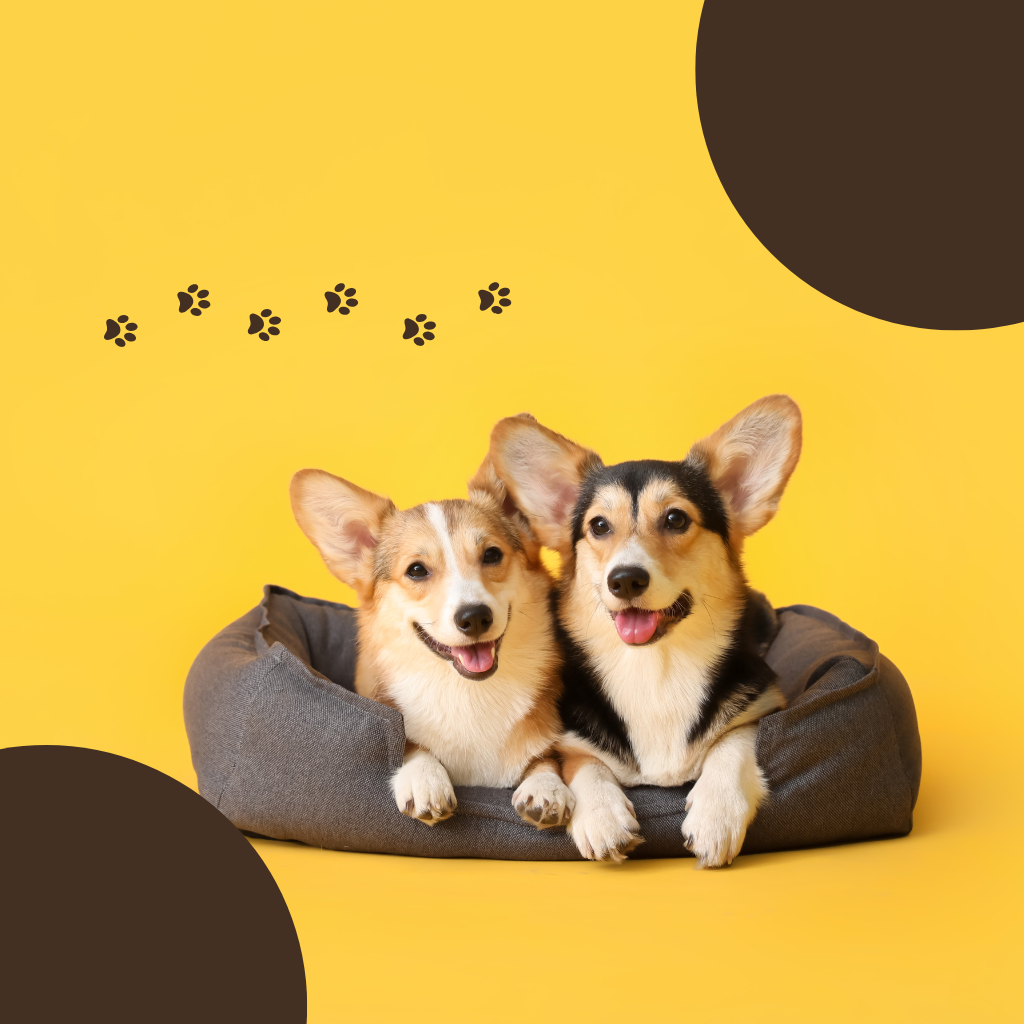 Pet Bedding